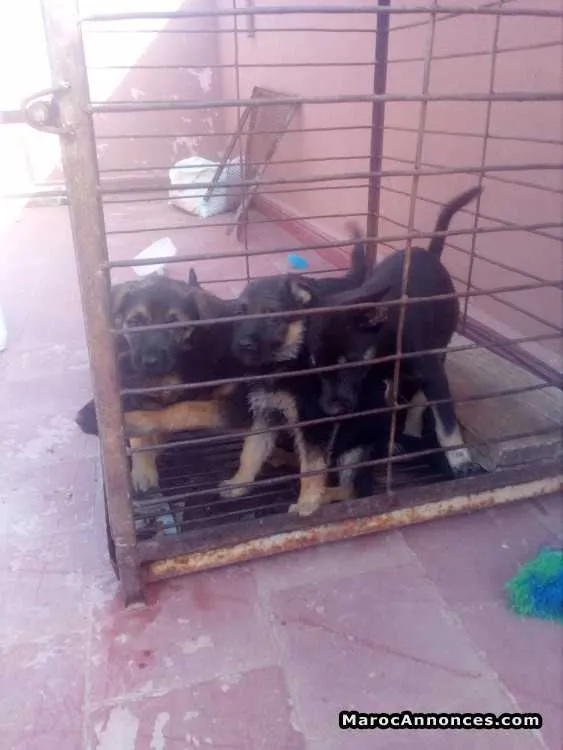 Chiots berger allemand - الدار البيضاء