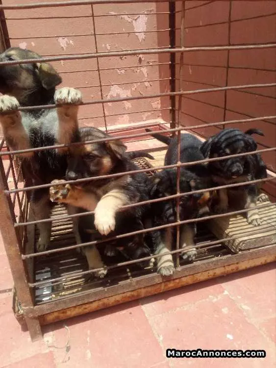 Chiots berger allemand - الدار البيضاء