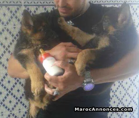 Chiots berger allemand - الدار البيضاء