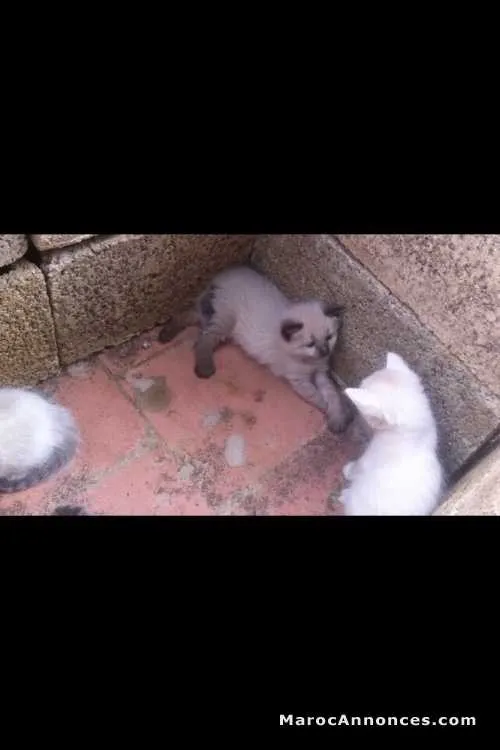 Chaton himalayen et angora américain - الدار البيضاء (2)