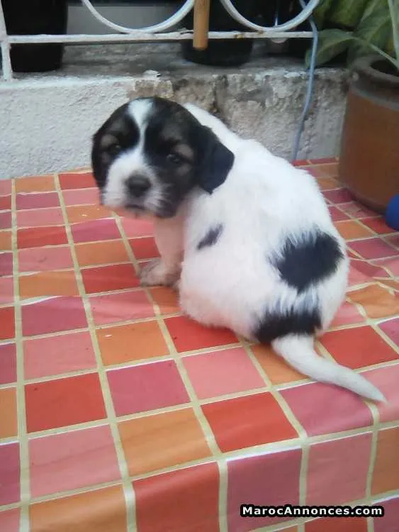 Chiot caniche bichon - الدار البيضاء (2)