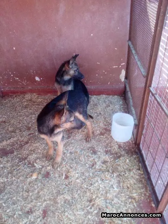 Chiots berger allemand - الدار البيضاء