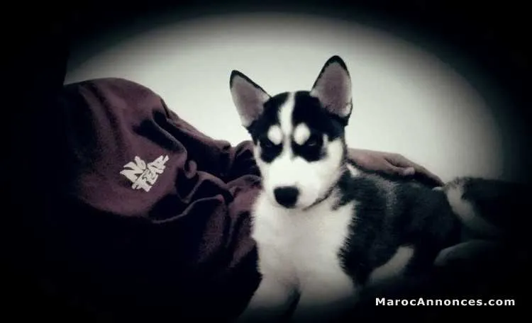 Husky sibérien male à vendre - الدار البيضاء (3)