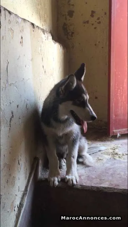 Husky sibérien - الدار البيضاء (2)