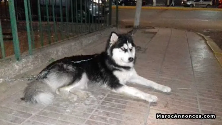 Chien malamute - الدار البيضاء (2)