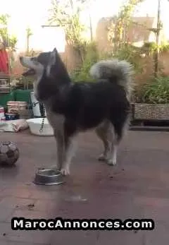 Chien malamute - الدار البيضاء (3)