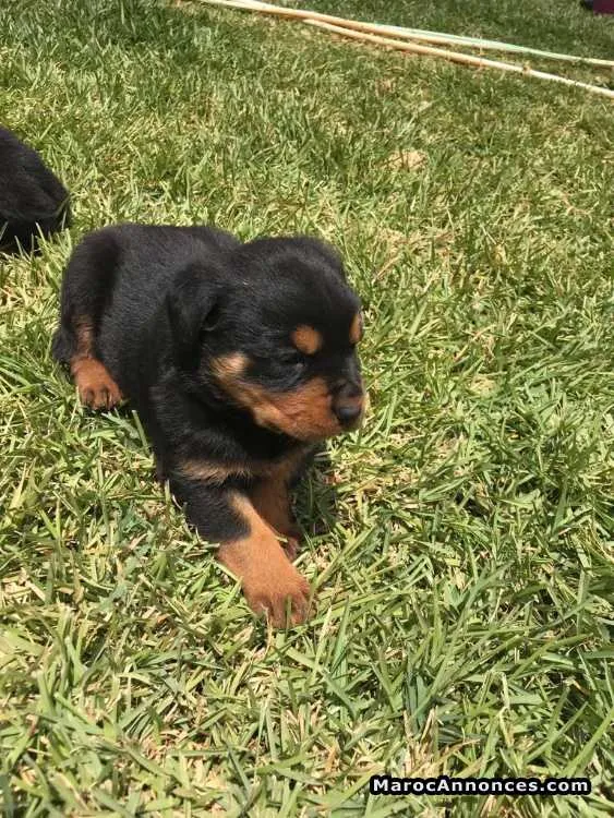 Rottweiler - الدار البيضاء (2)