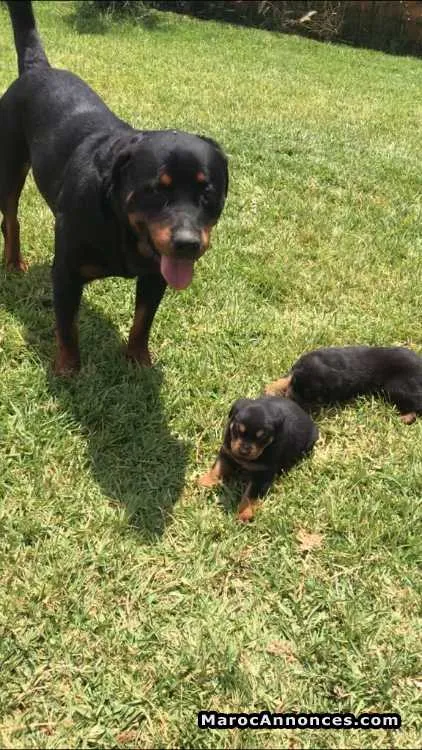 Rottweiler - الدار البيضاء (3)