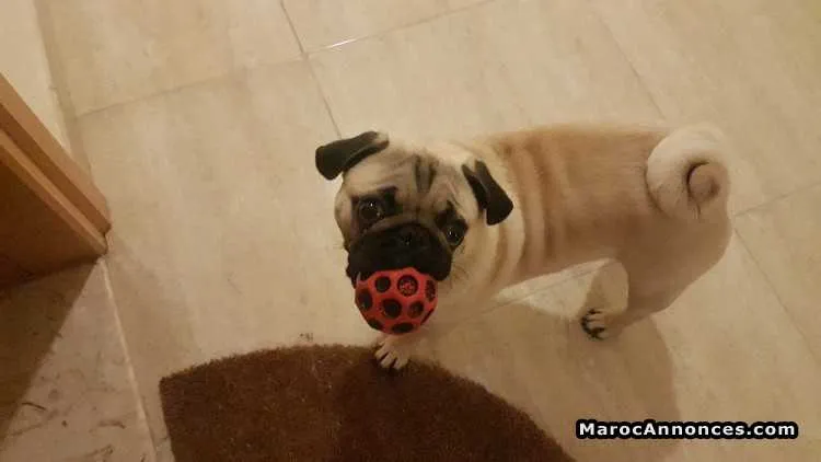 Chien pug en vente - الدار البيضاء