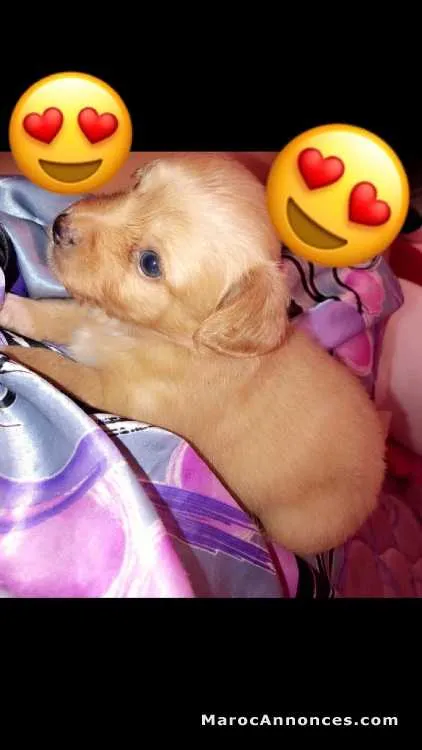 Chiwawa à vendre - الدار البيضاء