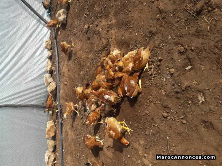 Poulet beldi habachi - الدار البيضاء