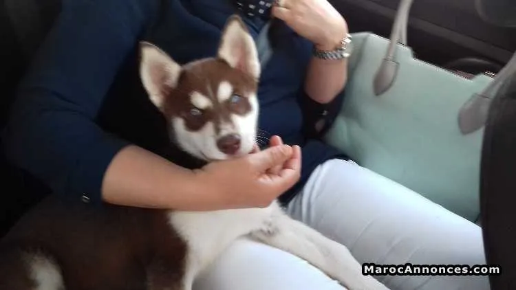 Vendre chiot husky femelle 2mois - الدار البيضاء (3)