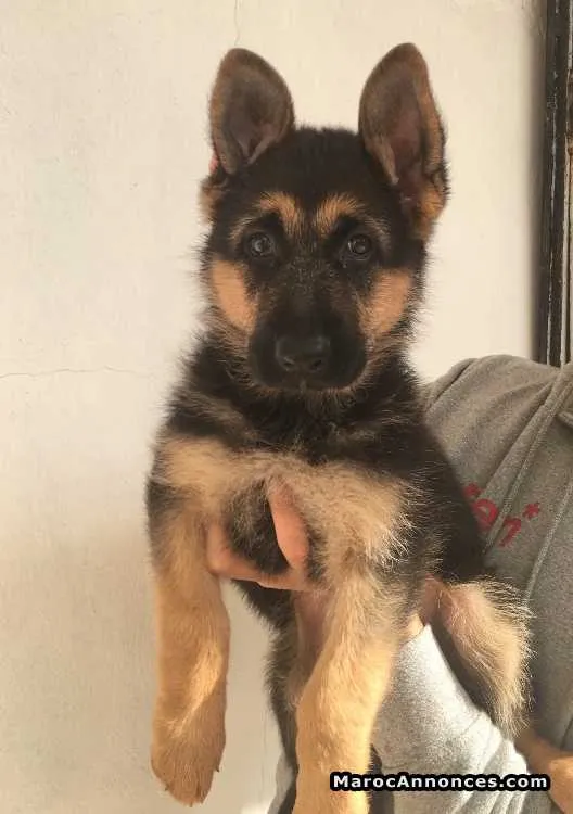 Chien berger allemand - الدار البيضاء