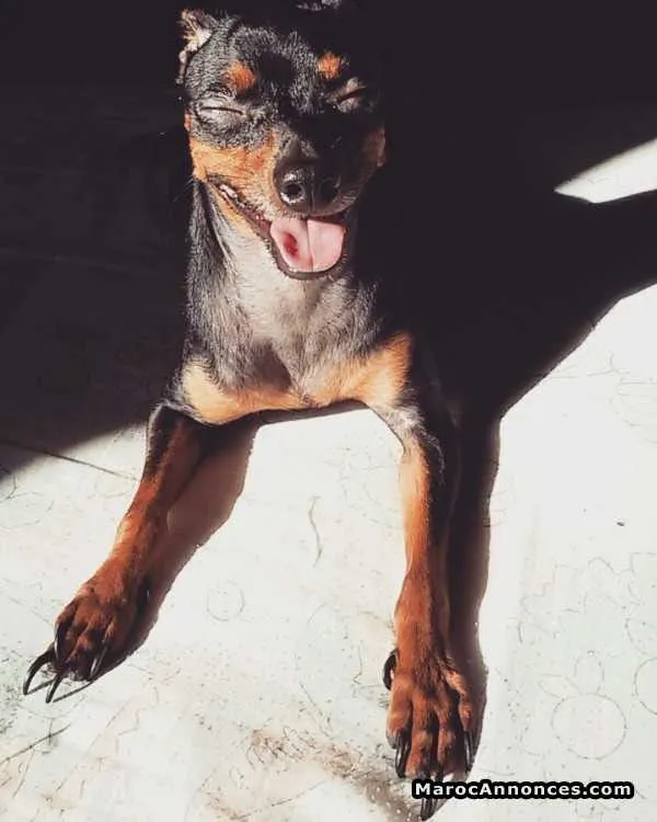 Chien à vendre - الدار البيضاء