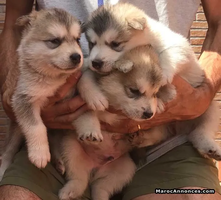 Alaskan malamute chiots spectaculaires - الدار البيضاء