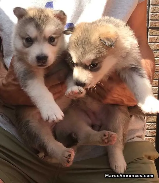 Alaskan malamute chiots spectaculaires - الدار البيضاء (3)