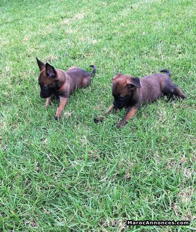 Vente de chiots malinois charbonné - الدار البيضاء