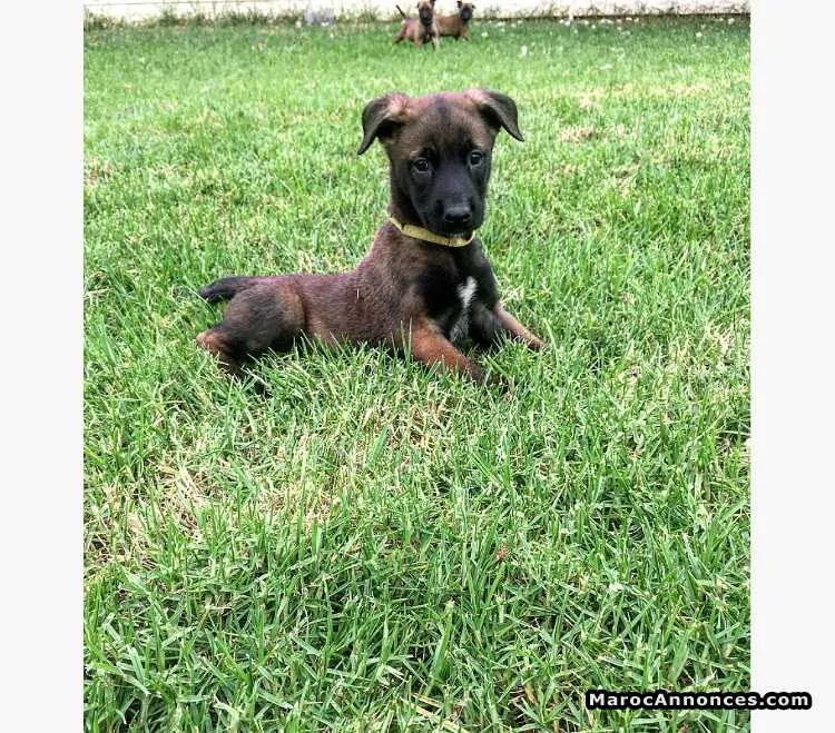 Vente de chiots malinois charbonné - الدار البيضاء (2)