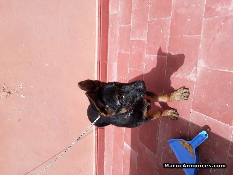 Chiots berger allemand - الدار البيضاء
