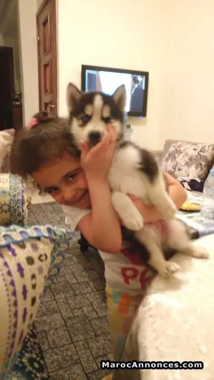 Husky en vente - الدار البيضاء