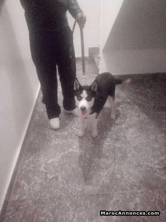 Femelle husky malamute - الدار البيضاء