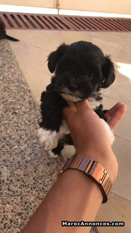 Caniche havanais - الدار البيضاء (3)