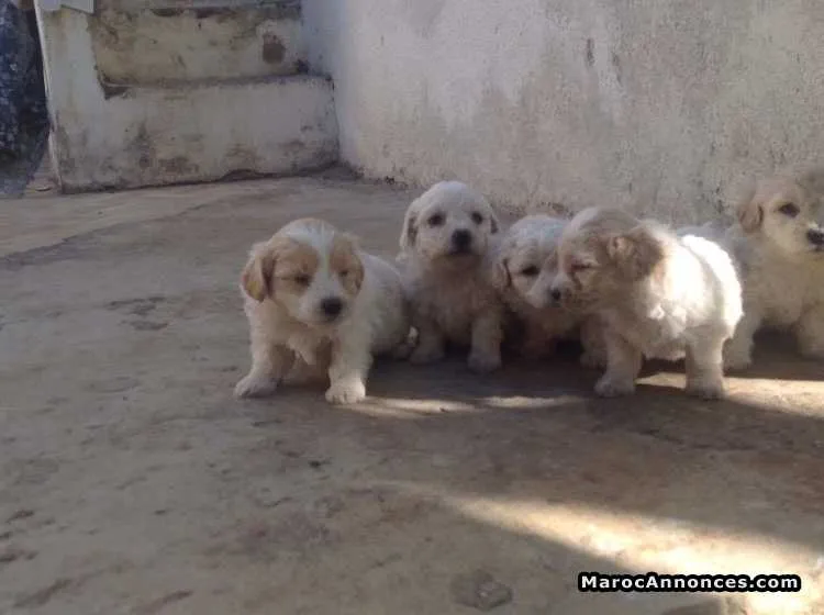 Vente de chiots - الدار البيضاء (3)