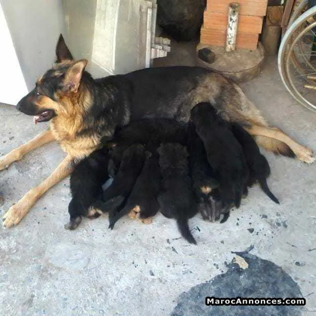Chiots berger allemand - الدار البيضاء