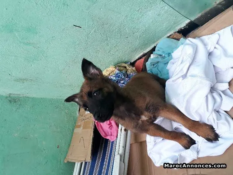 Chiots malinois charbonnier - الدار البيضاء (3)