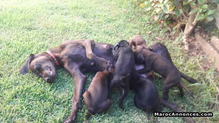 Chiots braque allemand - الدار البيضاء (2)