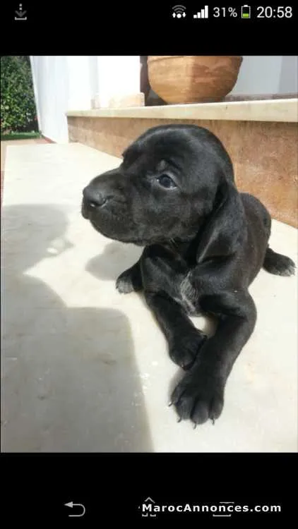 Chiots braque allemand - الدار البيضاء (3)