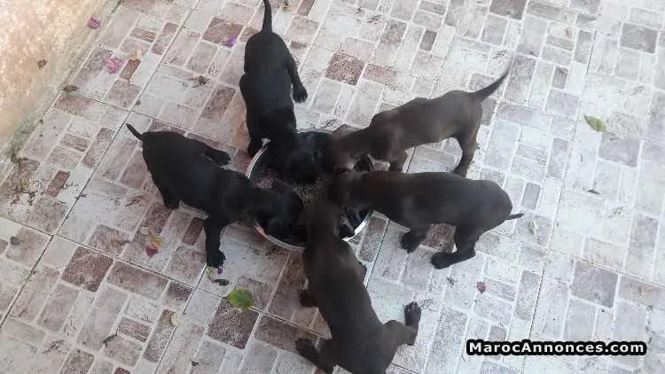 Chiots braque allemand - الدار البيضاء