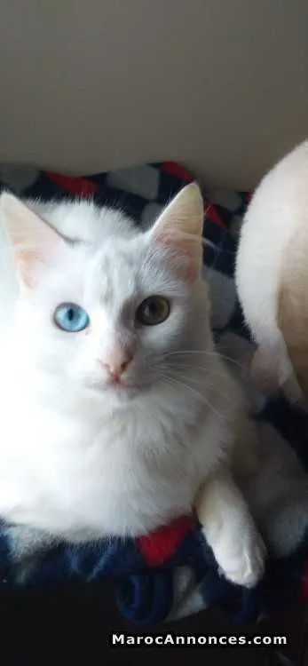 Angora turc - الدار البيضاء