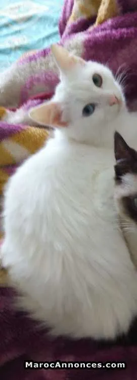 Angora turc - الدار البيضاء (3)