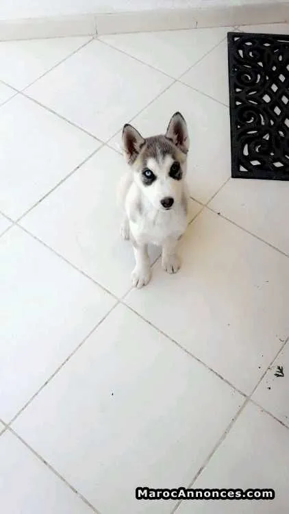 Husky - الدار البيضاء