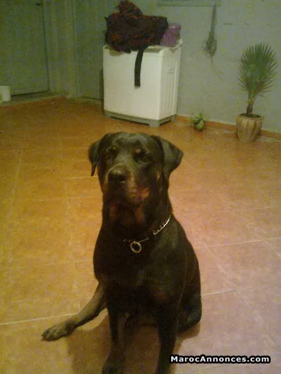 Femelle rottweiler à vendre - الدار البيضاء (3)