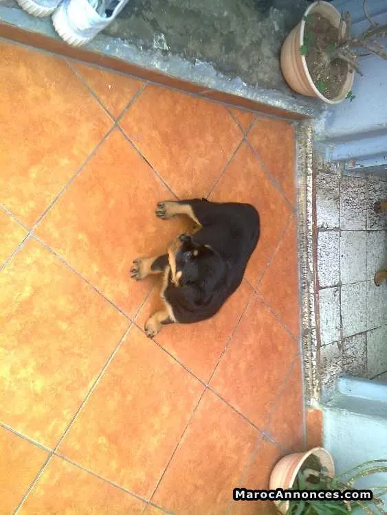 Femelle rottweiler à vendre - الدار البيضاء (2)