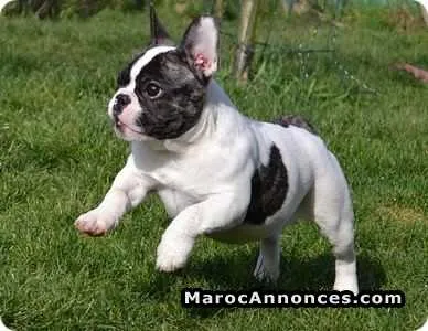 Chiots bulldog bouledogue français à vendre - الدار البيضاء