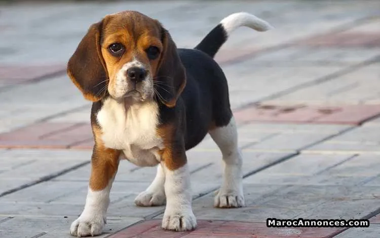 Chiot pure race beagle à vendre - الدار البيضاء