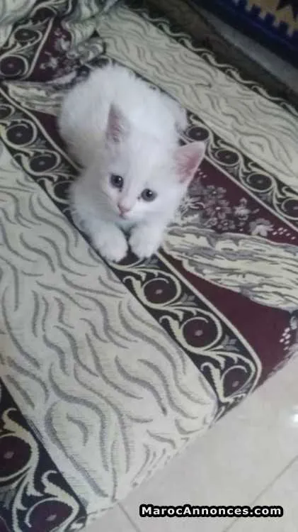 Chaton angora - الدار البيضاء (3)