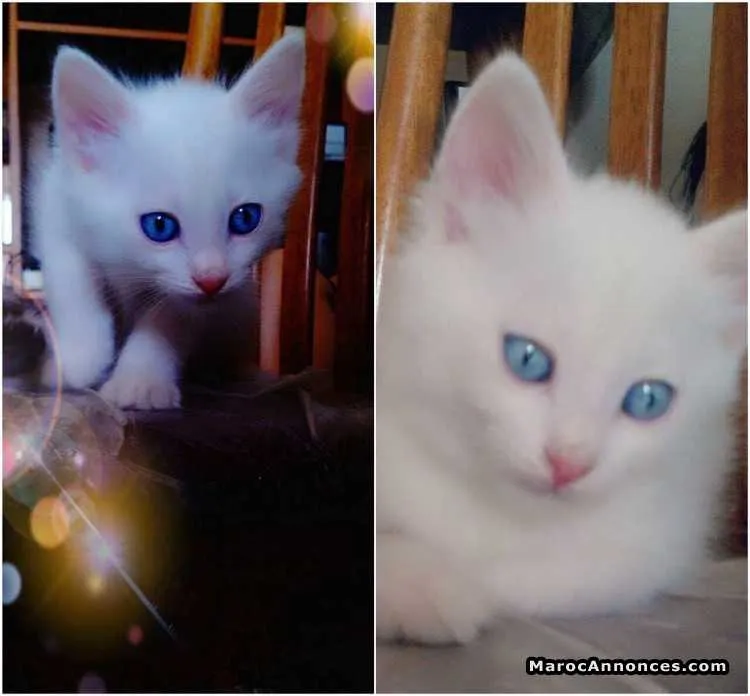 Chaton angora - الدار البيضاء (2)