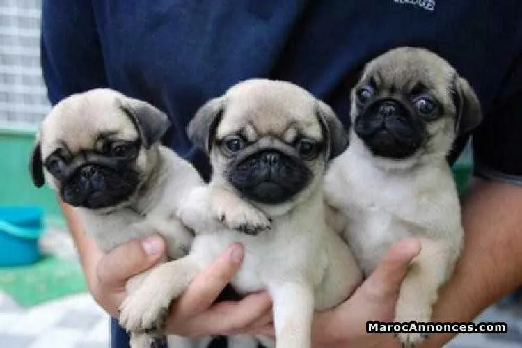 Chiots carlin pure race age 2 mois  à vendre - الدار البيضاء