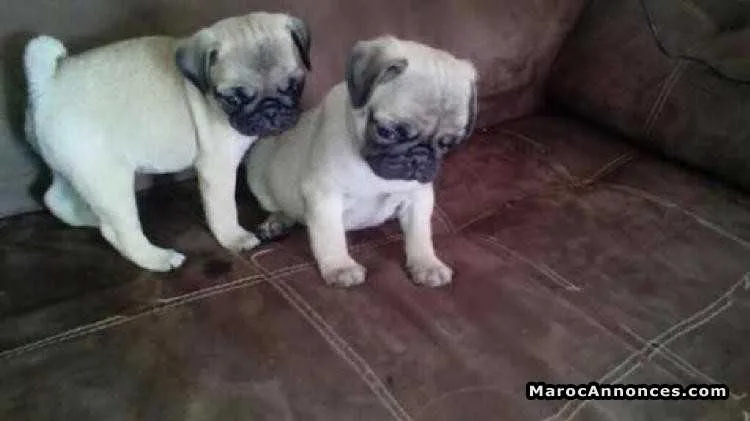 Chiots carlin pure race age 2 mois  à vendre - الدار البيضاء (2)