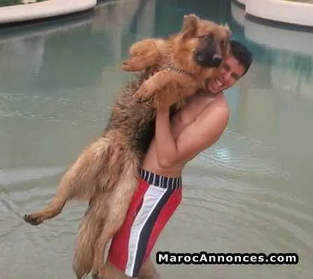 Dressage et toilettage de chiens - الدار البيضاء (3)