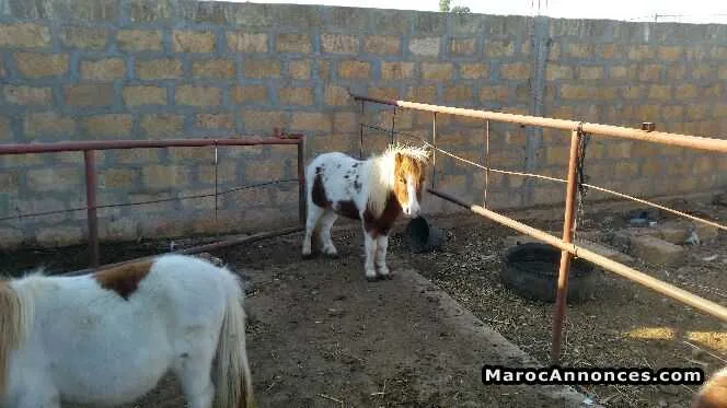 Poney - الدار البيضاء (2)