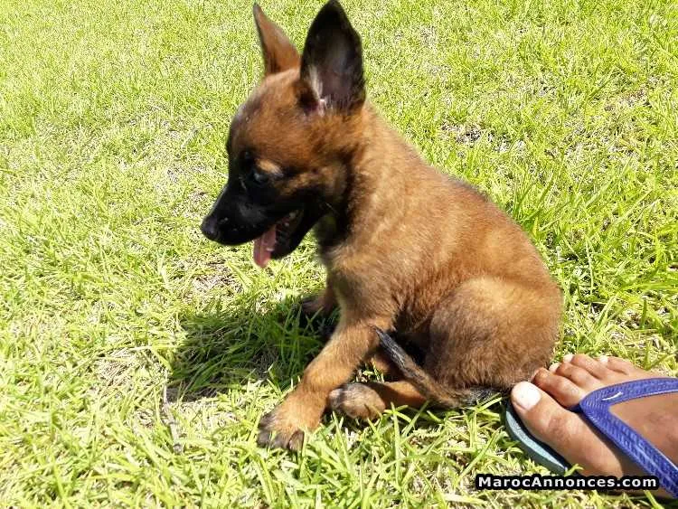 Chiots malinois charbonnier - الدار البيضاء