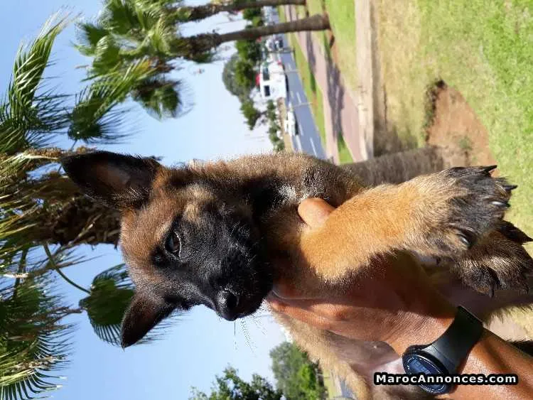 Chiots malinois charbonnier - الدار البيضاء (3)