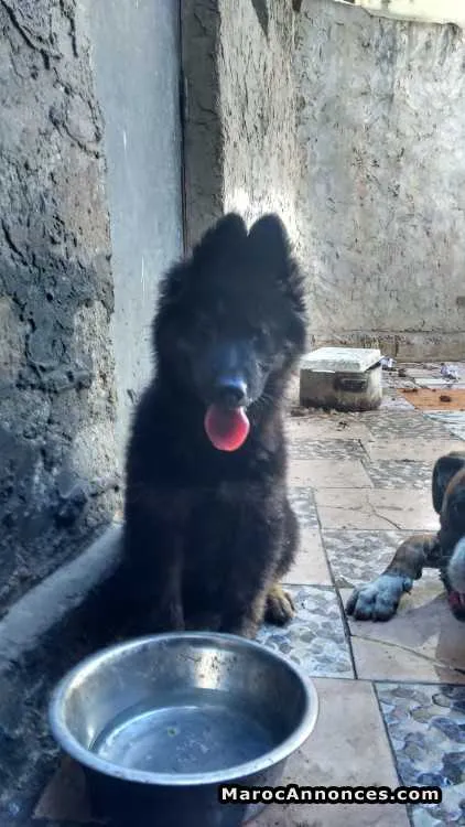 Chiots berger royale - الدار البيضاء