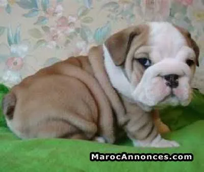 Chiots de race et chats de race - الدار البيضاء (2)