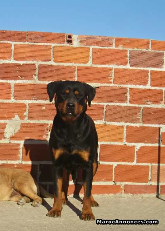 Rottweiler femelle - الدار البيضاء